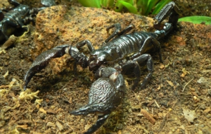 Scorpion Wallpapers HD Scorpion Wallpapers HD