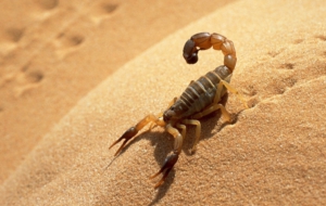 Scorpion Widescreen Scorpion Widescreen