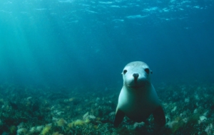 Sea Lion Computer Wallpaper Sea Lion Computer Wallpaper