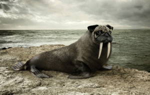 Sea Lion HD Sea Lion HD