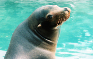 Sea Lion HD Background Sea Lion HD Background