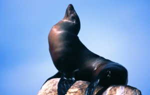Sea Lion High Definition Wallpapers Sea Lion High Definition Wallpapers