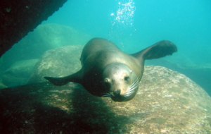 Sea Lion Images Sea Lion Images
