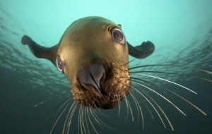 Sea Lion Wallpapers Sea Lion Wallpapers