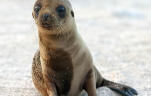 Sea Lion Wallpapers HD Sea Lion Wallpapers HD
