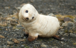 Sea Lion For Deskto Sea Lion For Deskto