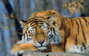 Siberian Tiger 4K Siberian Tiger 4K
