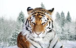 Siberian Tiger Computer Wallpaper Siberian Tiger Computer Wallpaper