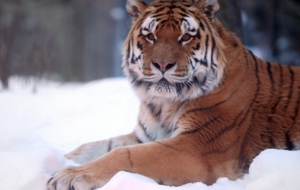 Siberian Tiger HD Background Siberian Tiger HD Background