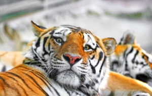 Siberian Tiger HD Deskto Siberian Tiger HD Deskto