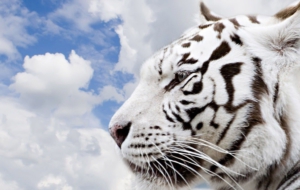 Siberian Tiger HD Wallpaper Siberian Tiger HD Wallpaper