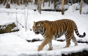 Siberian Tiger High Definition Wallpapers Siberian Tiger High Definition Wallpapers
