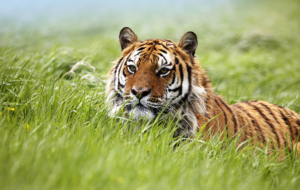 Siberian Tiger High Quality Wallpapers Siberian Tiger High Quality Wallpapers