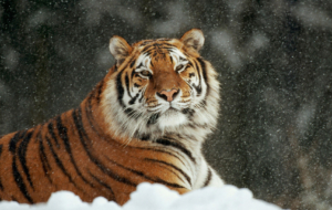 Siberian Tiger Pictures Siberian Tiger Pictures