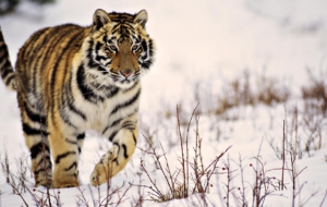 Siberian Tiger Wallpaper Siberian Tiger Wallpaper