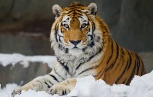 Siberian Tiger Wallpapers Siberian Tiger Wallpapers
