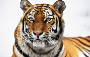 Siberian Tiger For Deskto Siberian Tiger For Deskto