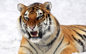 Siberian Tiger Full HD Siberian Tiger Full HD