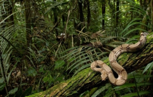 Snake High Quality Wallpapers Snake High Quality Wallpapers