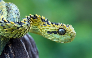 Snake Wallpapers HD Snake Wallpapers HD