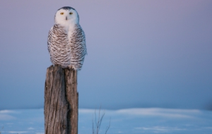 Snowy Owl Background Snowy Owl Background
