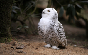 Snowy Owl HD Snowy Owl HD