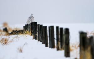 Snowy Owl High Quality Wallpapers Snowy Owl High Quality Wallpapers