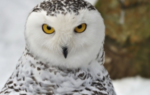 Snowy Owl Images Snowy Owl Images