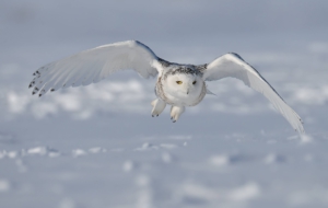 Snowy Owl Pictures Snowy Owl Pictures