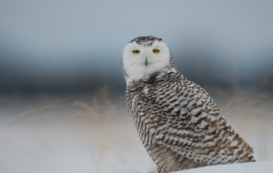 Snowy Owl For Deskto Snowy Owl For Deskto