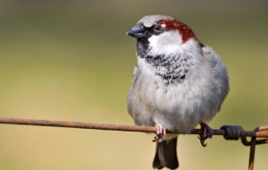 Sparrow Computer Wallpaper Sparrow Computer Wallpaper