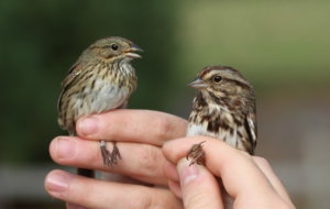 Sparrow Deskto Sparrow Deskto