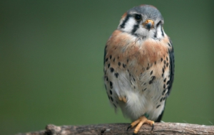 Sparrow HD Background Sparrow HD Background