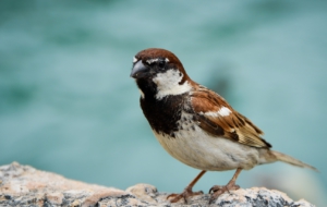 Sparrow HD Deskto Sparrow HD Deskto