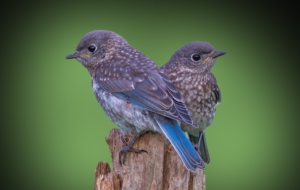 Sparrow High Definition Sparrow High Definition