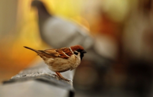 Sparrow High Quality Wallpapers Sparrow High Quality Wallpapers