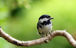 Sparrow Wallpaper Sparrow Wallpaper