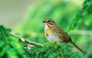 Sparrow Wallpapers Sparrow Wallpapers