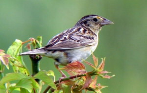 Sparrow Wallpapers HD Sparrow Wallpapers HD