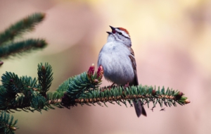 Sparrow Widescreen Sparrow Widescreen