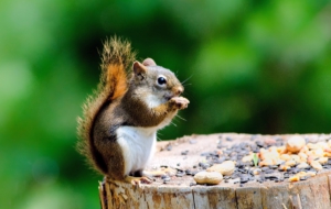 Squirrel Deskto Squirrel Deskto