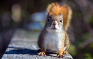 Squirrel HD Background Squirrel HD Background