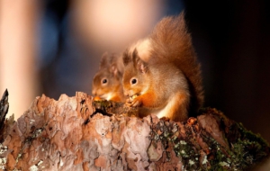 Squirrel Photos Squirrel Photos