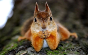 Squirrel Wallpaper Squirrel Wallpaper