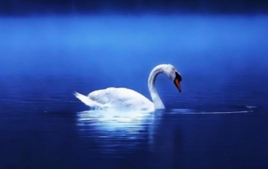 Swan Full HD Swan Full HD