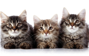 Tiffany HD Wallpaper Tiffany HD Wallpaper