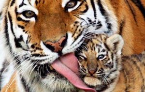 Tiger Computer Wallpaper Tiger Computer Wallpaper