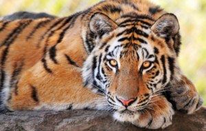 Tiger Images Tiger Images