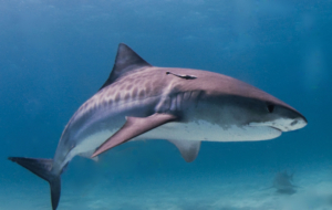 Tiger Shark Wallpapers Tiger Shark Wallpapers