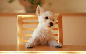 West Highland Terrier High Quality Wallpapers West Highland Terrier High Quality Wallpapers